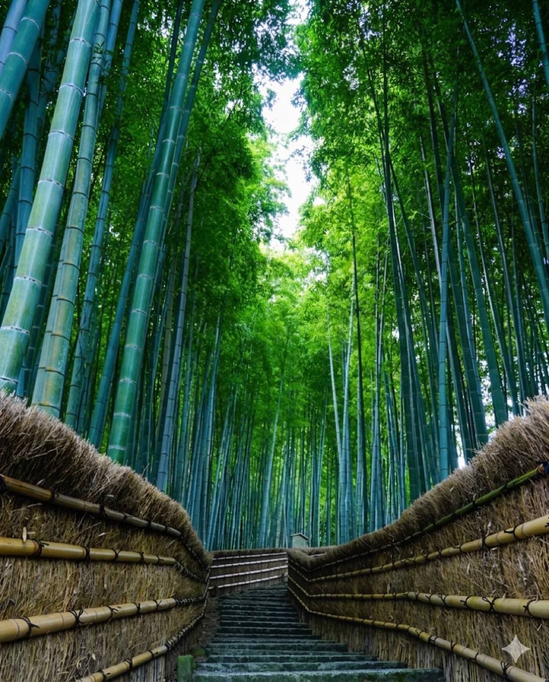 京都の竹林と石段